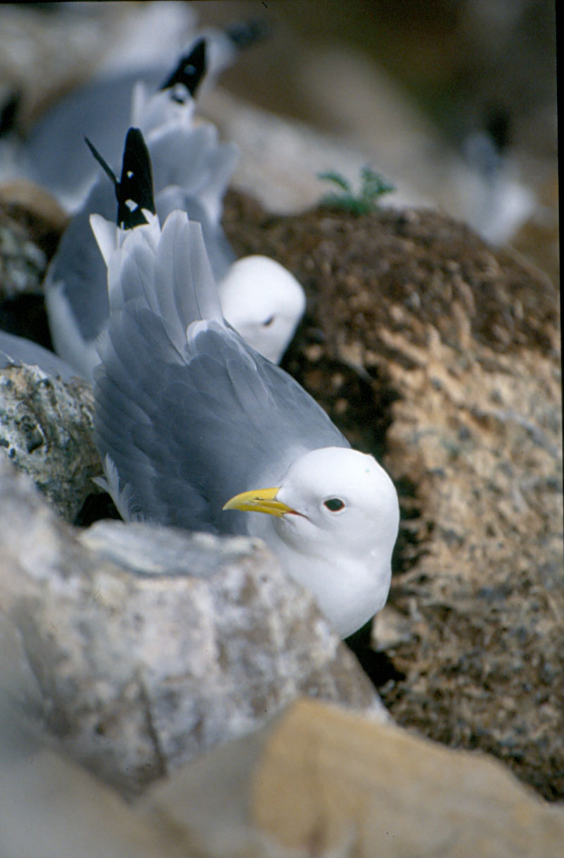 Uccelli dalla Norvegia